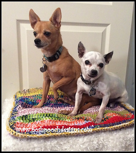 Pet Blanket And Cushion photo 1