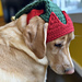 Elf Dog Hat pattern