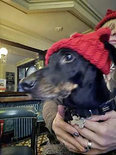 Melt the ICE dog hat