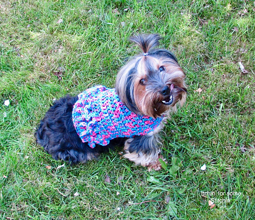 Ruffled Small Dog Sweater photo 1
