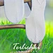 My Terlichki pattern 