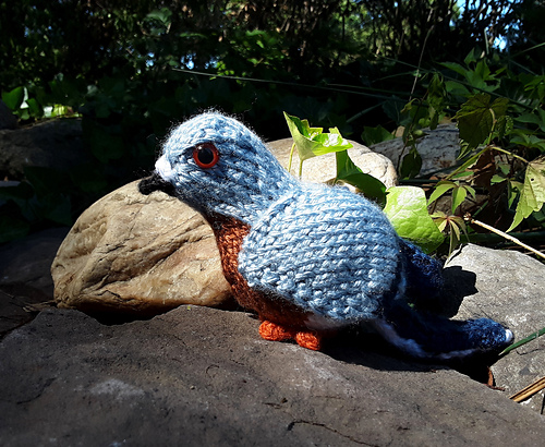 Pudgy Pigeon photo 6