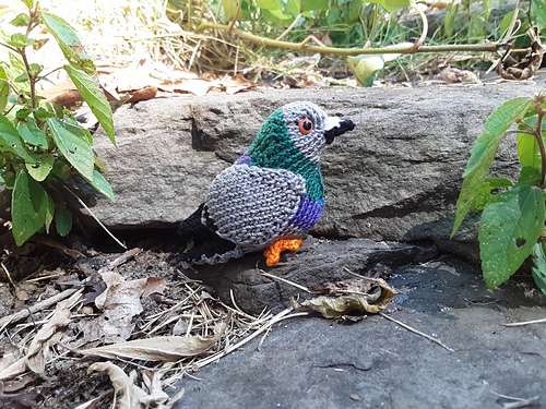 Pudgy Pigeon photo 4