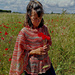Castelluccio shawl pattern 