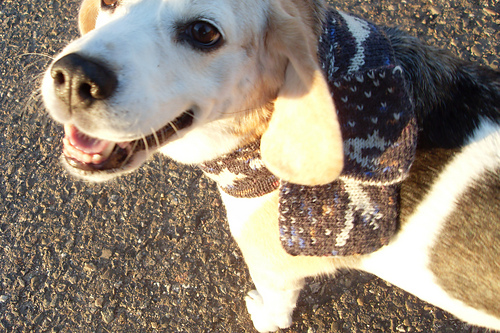 Ravelry: Scarfie Dog Scarf pattern by doomed designs