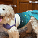 Mermaid Dog Sweater pattern 