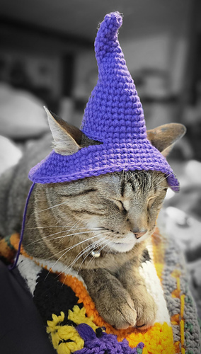 I Purr a Spell on You Pet Hat