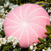 Snowdrift Cushion pattern 