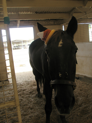 Candy Corn Horse Hat photo 3