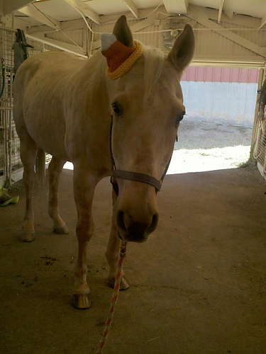 Candy Corn Horse Hat photo 5