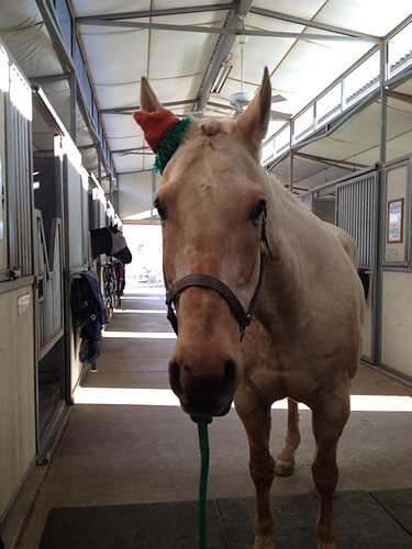 Carrot Top Horse Hat photo 4