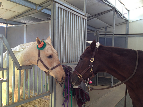 Carrot Top Horse Hat photo 2