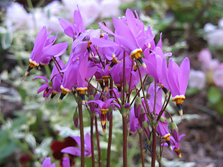 Gardencanadensis.ca