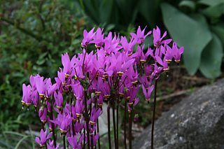 Gardencanadensis.ca