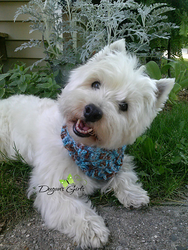 Rigby Scarf photo 5