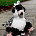 Bitters the Bohemian Pigeon pattern 
