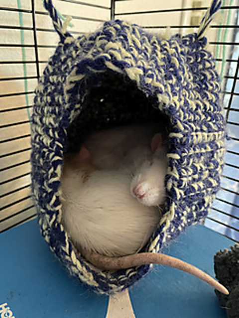 Cozy Rat Hut