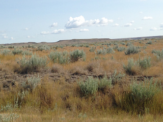 Sage growing on restored prairie in Grasslands National Park