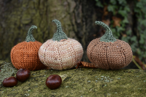 Munchkin Pumpkins photo 9