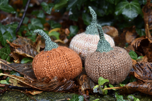 Munchkin Pumpkins photo 8
