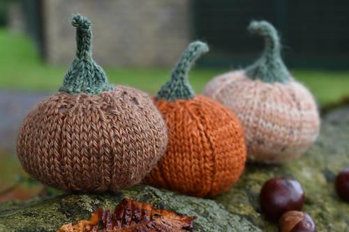 Munchkin Pumpkins photo 5