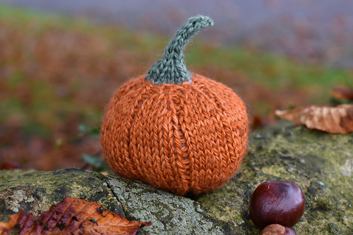 Munchkin Pumpkins photo 7