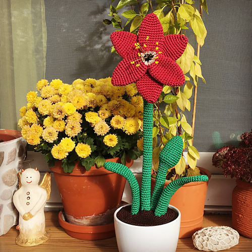 Amaryllis photo 5