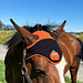 Halloween Horse Bonnet pattern 