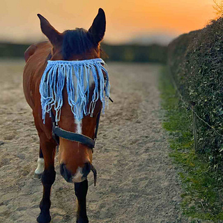 Horse Fly Fringe Crochet Pattern