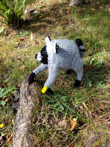 Jimothy the Wild Racoon