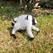 Jimothy the Wild Raccoon pattern 