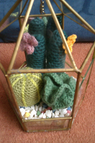 Round cactus! photo 2