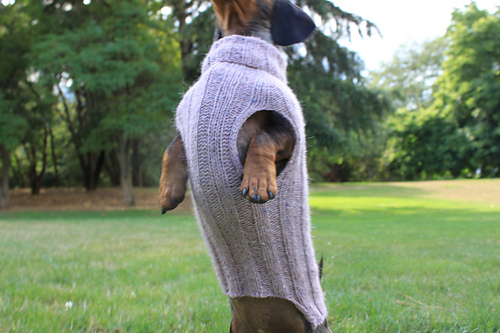 Top Down Mini Dachshund Dog Sweater