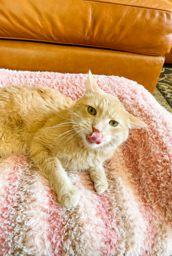 Peanut's Cat Couch photo 2