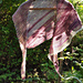 Kaarrehuivi pattern 