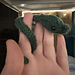 Pocket Snake pattern 