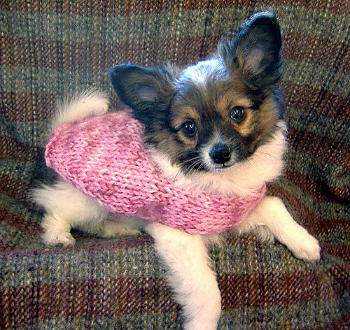 Pink is the New Puppy Sweater photo 2