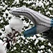 Kingfisher Mittens pattern 