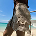 Fairy Lace Skort pattern