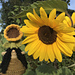 Sunflower Season pattern