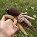 Mole Cricket pattern