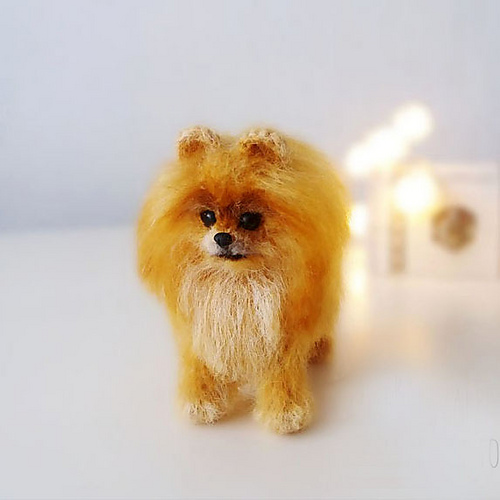 Pomeranian Spitz - Alisa Jijina