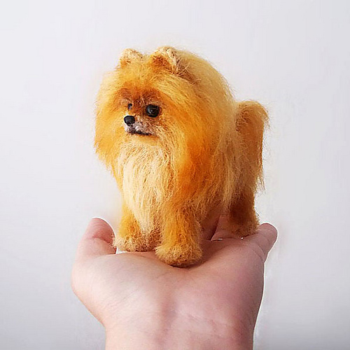Pomeranian Spitz - Alisa Jijina