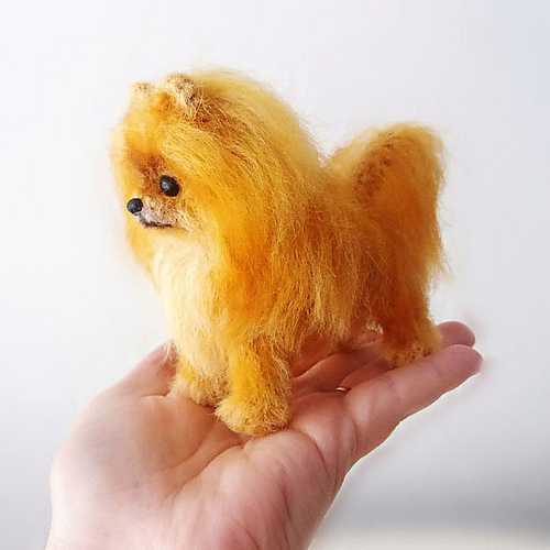 Pomeranian Spitz - Alisa Jijina
