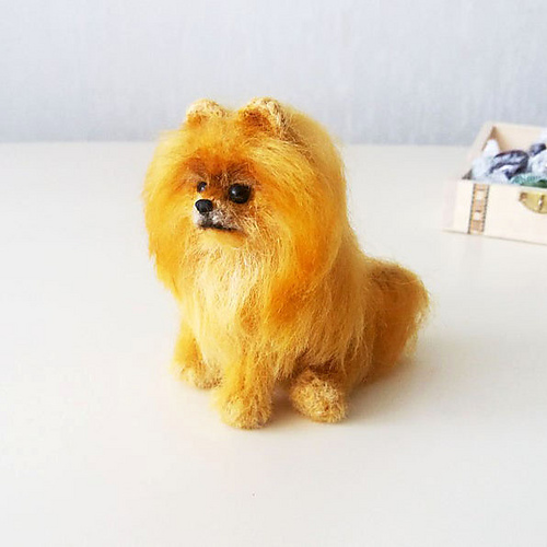 Pomeranian Spitz - Alisa Jijina