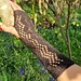 Lacy Evening Gloves pattern 