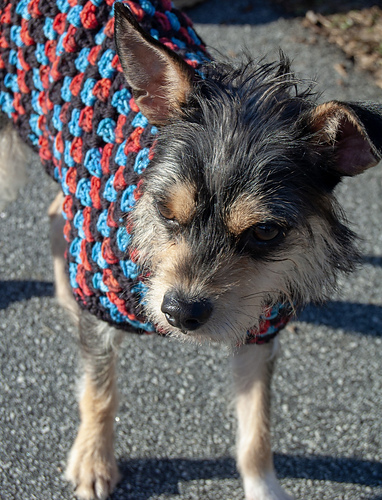 Well Dressed Dog Coat photo 3