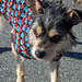 Well Dressed Dog Coat photo 4