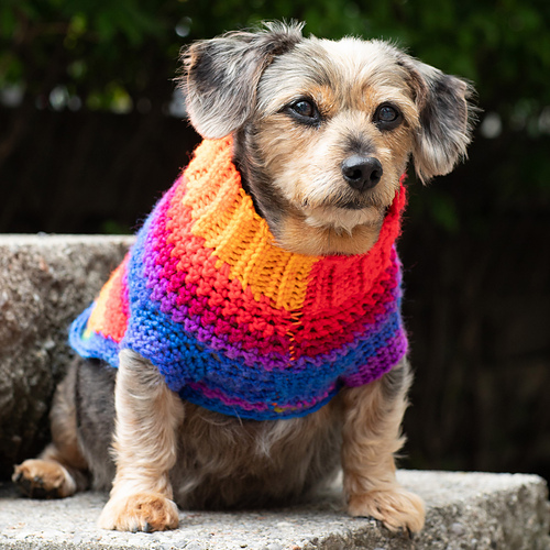 Pup's Favorite Sweater photo 3