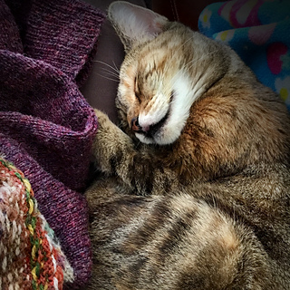 My junior knitting assistant Gracie
(adopted on Sep 8, 2019)